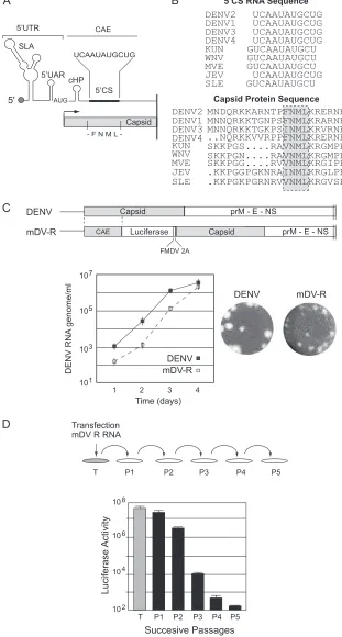 FIG 1 DENV reporter system to investigate the structural requirements of C for viral particle formation