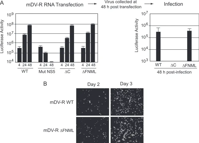 FIG 2 Dissociation of� cis-acting RNA elements from the capsid coding region indicates that the FNML sequence is dispensable for DENV propagation