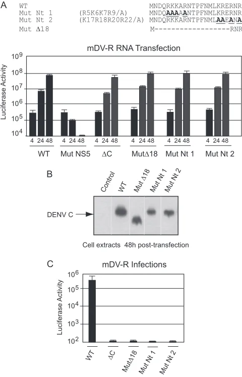 FIG 3 The N-terminal region of C is necessary for the formation of DENVinfectious particles
