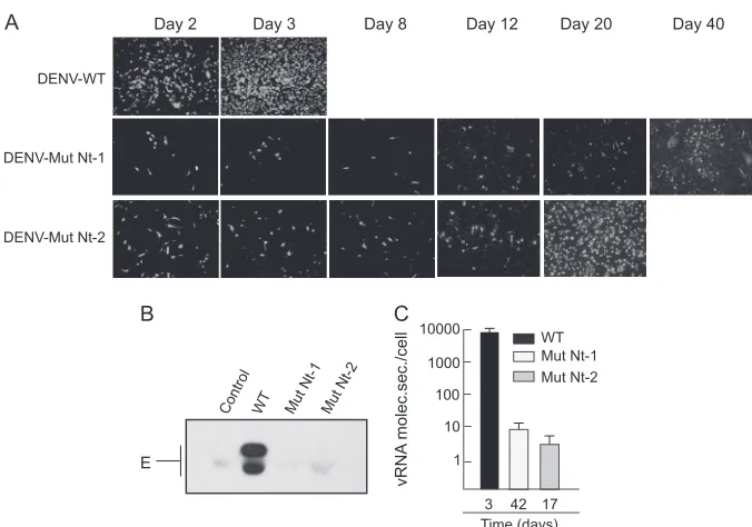 FIG 4 Impaired propagation of DENV with mutations in basic residues at the N terminus of C