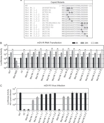 FIG 5 Two clusters of basic amino acids at the N terminus of C are necessary for DENV particle formation in BHK cells