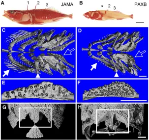 Figure 1 Evolved skeletal differences between marineand benthic sticklebacks. Skeletal morphology was revealedby Alizarin red staining (A and B) or microcomputerizedtomography (C–H) of adult Japanese Paciﬁc marine (JAMA)(A, C, E, and G) and Paxton benthic 