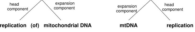 Figure 1: Parsing tree of the terms replication of mitochondrial DNA and mtDNA replication.
