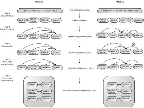 Figure 2. Example illustrating the transformation of a medical phrase from a free-text representation to a normalized syntactic dependency  vector space representation