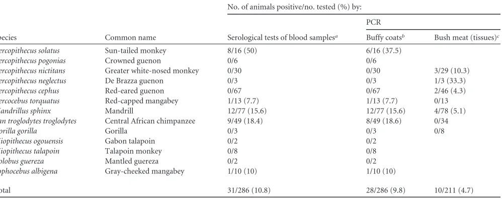 TABLE 1 Species of monkeys and apes caught in the wild in Gabon, central Africa, and results of SFV serology and PCR