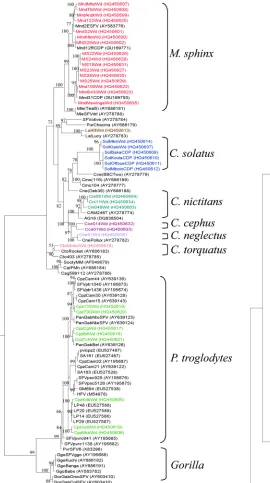 FIG 2 Phylogenetic relationships of integrase gene sequences (425 bp) ob-tained from 15 persons bitten by an NHP