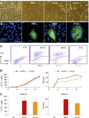 FIG 1 Description of FV strains used in the present study. (A and B) Visualization of FV-infected cells