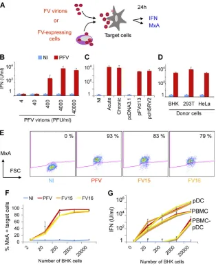 FIG 2 Sensing of FV particles and FV-infected cells by hematopoietic cells. (A) Schematic representation of the experimental procedure