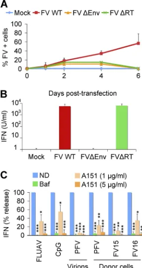 FIG 3 Analysis of the recognition of FV infected cells by PBMCs. (A and B)