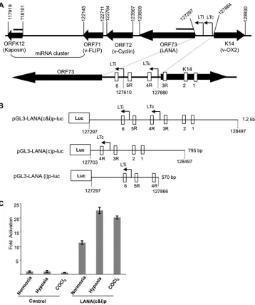 FIG 1 Hypoxia increases ORF73 (LANA) promoter activity. (A) Schematic diagram of the genomic organization of the region spanningthroughHep3B cells