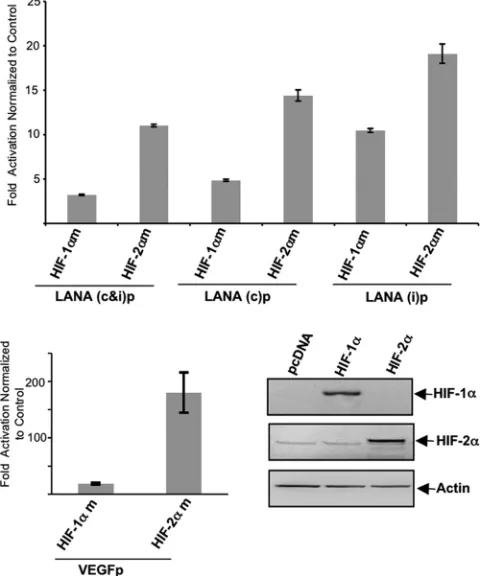 FIG 3 The LANA promoter is activated by HIF-2� and HIF-1�. The upper