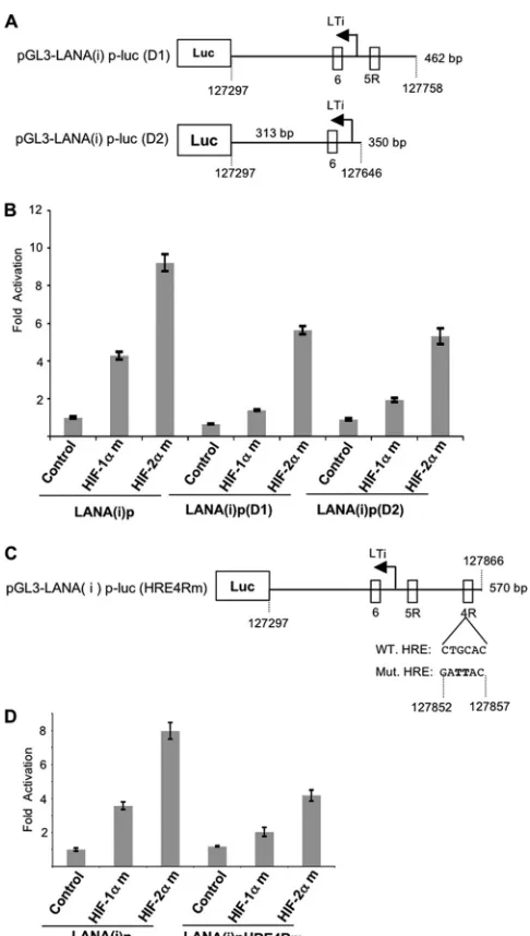 FIG 4 HRE4R can mediate much of the activation of the LTi LANA promoterwild-type pGL3-LANA(i)p-luc or the pGL3-LANA(i)p-luc(HRE4Rm) con-structs and degradation-resistant mutants of HIF-1by HIFs