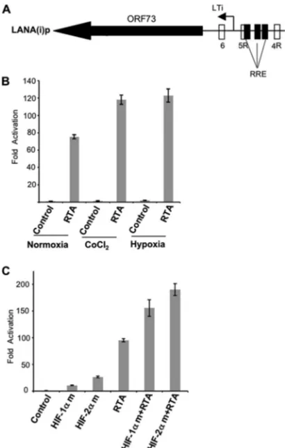 FIG 6 Hypoxia or CoCl2 treatment enhances the RTA-mediated inducibleLANA promoter activity (A) Schematic representation of the RTA-inducible
