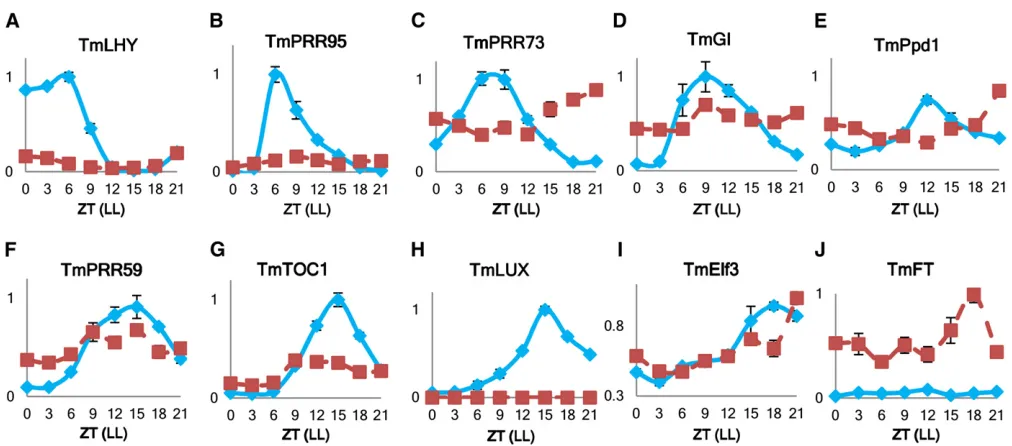 Figure 4 Relative transcript levels of circadian clock genes in einkorn wheat. (A)TmPRR59 TmCCA1, (B) TmPRR95, (C) TmPRR73, (D) TmGI, (E) TmPpd1 (F), (G) TmTOC1, (H) TmLUX, (I) TmElf3, and (J) TmFT were measured from a 1-day time-course RT-qPCR study on wi