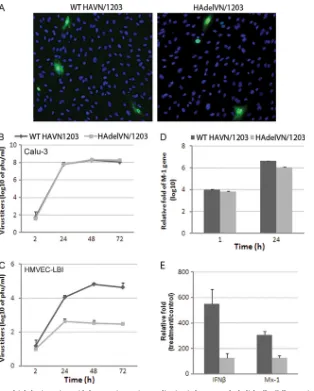 FIG 5 Contribution of the HA multiple basic amino acid cleavage site to virus replication in human endothelial cells