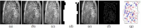 Figure 4.3 (a) Input fingerprint image (b) Histogram Equalized Image (c) Wiener Filtered Image (d) Segmented Image  (e) Enhanced image (f) Morphological Processed Image (g) Fingerprint image with Minutiae points