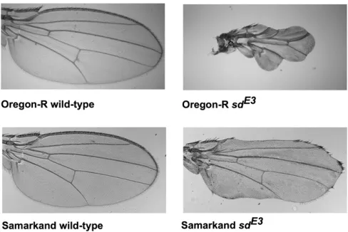 Figure 1 Phenotypic effects of theare qualitatively similar, the phenotypic effects of themelanogasterbackgrounds at sdE3 mutation on the Drosophila wing in the Oregon-R (ORE) and Samarkand (SAM) genetic 340 magniﬁcation