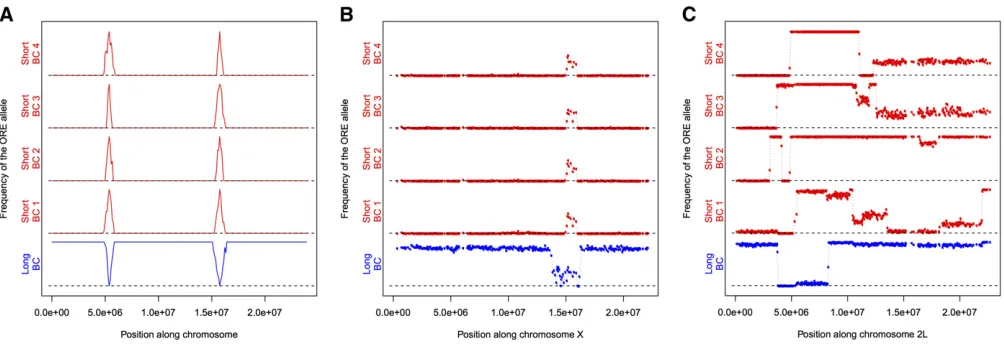 Figure 4 Introgression of genomic fragments among the selection-backcross lineages. (A) Idealized expectations for the frequency of the ORE allele alongpositive control that the method is working