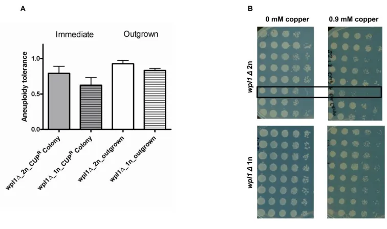 Figure S2   Comparable aneuploidy tolerance in haploid and diploid cells. The proportion of copper resistant cells under 3 growth scenarios was determined to assess aneuploidy tolerance