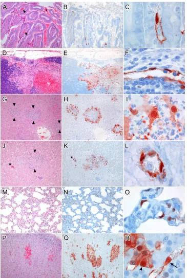 FIG 2 Viral replication sites and associated histological lesions in cats inoculated via the intestine with HPAIV H5N1