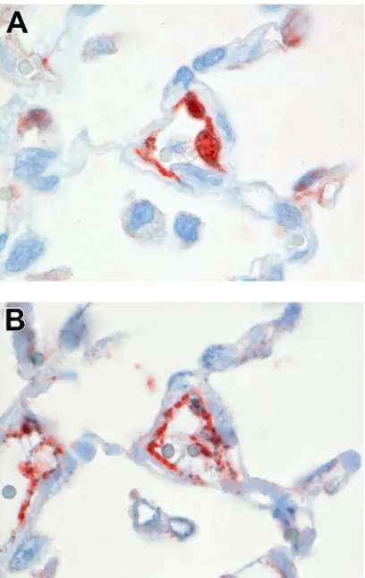 FIG 3 Comparison of cellular tropism of highly pathogenic avian inﬂuenza virus H5N1 in cats inoculated via different routes