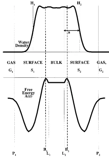Figure 7 shows the water density in the ﬁlm �the free energytrue ﬁlm widthabove� and A(z) �below� schematically