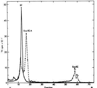 FIG.1.DNAlabeled37°Csamplesroombufferwith Analytical gel electrophoresis of H-1 RF DNA and EcoRI-digested H-1 RF DNA