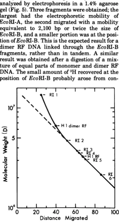 FIG. 4.H-1H-1foraH-1digestedtioncylindricalmeasuredfigureconstructedelectrophoreticlabeledlabeledcally,weightsmolecularandlyzedmolecularumeweight 5-pi Determination of the molecular weights of monomer and dimer RF DNA