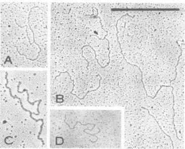 FIG. 7Fg.3).Eletroextended,microscopy mtrorahmoofesRrpcaintsolatH-ib BDNA (isolatedfomgculture atdtheparestritivtempera- by the aqueous method, which is 60% replicated
