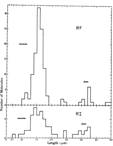 FIG. 8.populationsdsture,themer(lengthhumanbase), RF Histograms ofthe lengths oflinear tsl H-1 DNA molecules, and Y-shaped ds RI DNAs = sum of longest branch plus unreplicated isolated from hamster embryo fibroblasts or NB cells (Fig