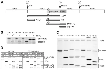 FIG 1 Mapping of the sequence elements involved in the processing of the 2/3 site in the SFV ns polyprotein