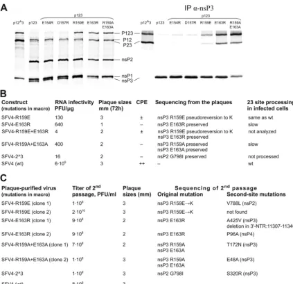 FIG 2 Effects of point mutations of amino acid residues located in the C-terminal region of the minimal 2/3 substrate on the P123 processing, infectivity of theReaction mixtures (left) or probes obtained by immunoprecipitation using anti-nsP3 antibodies (r