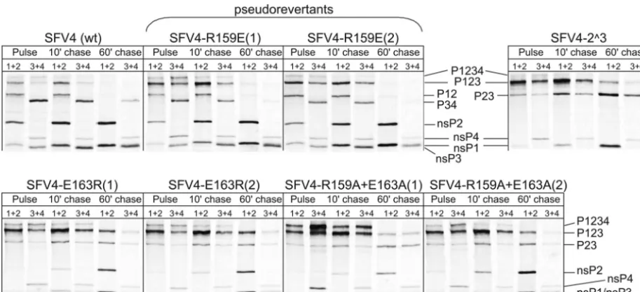FIG 3 Effects of point mutations of amino acid residues located in the C-terminal region of the minimal 2/3 site substrate on the P1234 processing in(two clones, both with the same pseudoreversion), SFV4-E163R (two clones), and SFV4-R159Ainfected cells