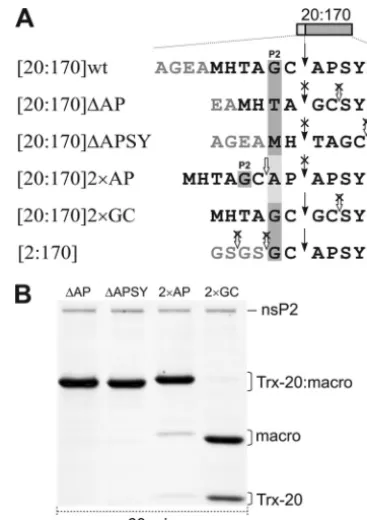 FIG 4 The role of the nsP3 macrodomain in positioning of the scissile bond ofthe 2/3 substrate for the nsP2 protease