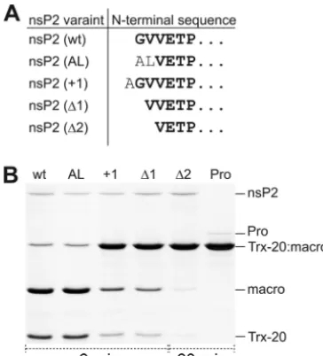FIG 5 The role of the N terminus of nsP2 in the 2/3 site processing. wt, wildtype; Pro, protease domain of nsP2; NTD, N-terminal domain (N174) of nsP2.(A) Sequences of the N termini of the modiﬁed enzymes; (B) proteolytic ac-tivity of the modiﬁed enzymes a