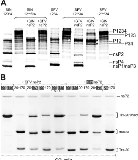 FIG 6 Processing of native, nonnative, and chimeric 2/3 sites by SFV andSINV nsP2 proteases