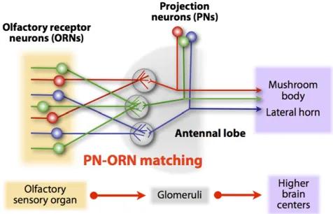 Figure 1 Organization of the olfactory neural circuit. The olfactory sys-one-to-one connection is referred to as PNing
