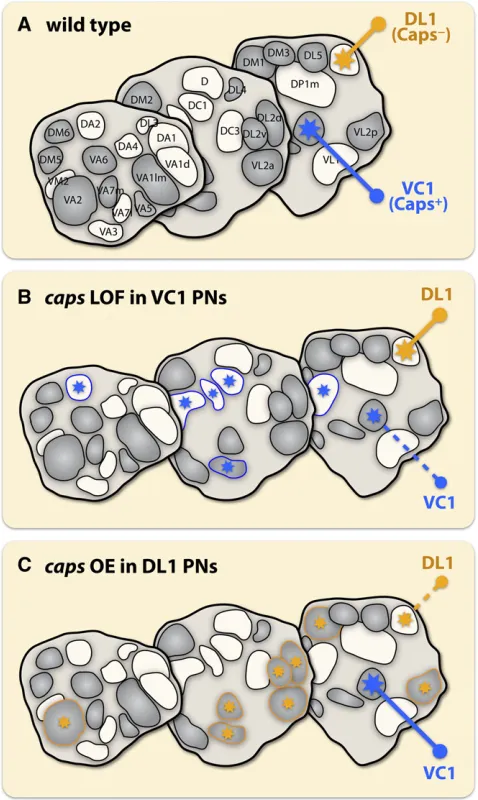Figure 3 Discrete expression of Caps instructs PN dendrite targeting intodendrites to invade glomeruli innervated by Capsin VC1 PNs (Capsby Capsthe normal and ectopic targets of dendrites
