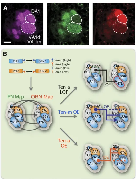 Figure 4and Ten-a in select PNdrites and ORN axons. (A) Ten-m and Ten-a are highly expressed in selectmatching pairs of ORN and PN classes
