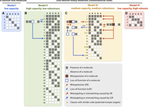 Figure 5 Four hypothetical models of encoding neuronal identities. (Aneuron identical to any other neuronal classes
