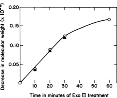 FIG. 2.strandof exonucleolytic Decrease in molecular weight of template T3 DNA and T3 species VIRNA as a function digestion of template