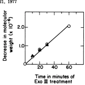 FIG. 4.RNAand3.acidarelativematedinwas function The mobility Shortening of template strand T3 DNA ofT3 species IIIb read by T7RNA polymerase as of duration of exonuclease III treatment