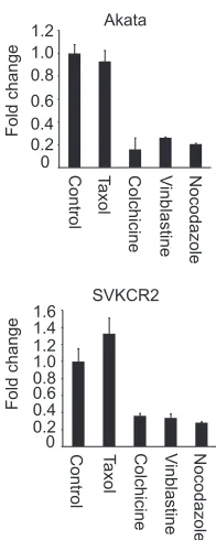 FIG 5 Effects of drugs on the cytoskeleton of SVKCR2 cells. Cells were treated for 1 h with DMSO (A and D), 20� �M paclitaxel (B), 10 �M nocodazole (C), 5M latrunculin A (E), or 0.5 �M jasplakinolide (F) and then were ﬁxed