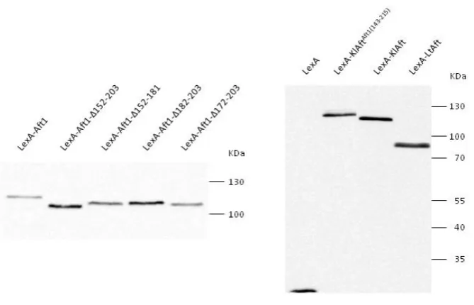 Figure S1   Expression of the LexA-Aft proteins in aft1Δaft2Δ cells. 40µg of extract proteins used for the electrophoretic 
