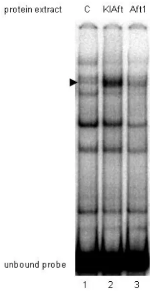 Figure S2   KlAft but not Aft1 binds efficiently to the -531 CACACCC KlAft DNA-binding site of the KLLA0E14652g promoter