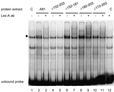Figure 4 The Aft1(152TGCACCC Aft1-binding site of thethe gel-shift assays corresponds to a DNA fragment containing thecates the Aft1-containing complexes