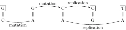 Figure 1 A possible mechanism of simultaneous mutation suggested byHodgkinson and Eyre-Walker (2010)