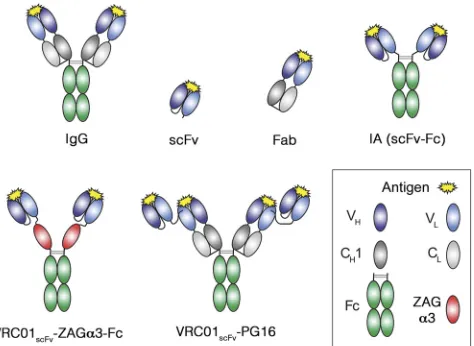 FIG 1 Schematic depiction of antibody reagent architectures. VscFvs can also be constructed as Vdomain of the IgG heavy chain (HC); VFc, Cchain (LC); CH, variableL, variable domain of the IgG lightH1, constant region 1 of the HC; CL, constant region of the