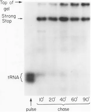FIG. 8.3andvolumelegendofmixtureunincorporated h9.5% Size of pulse-labeled material on 10% acrylamide gels