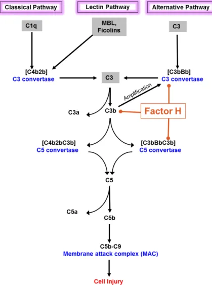 Figure 1. Complement activation pathways and the regulatory role of complement factor H